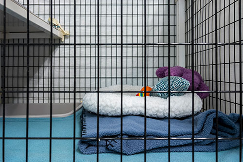 Showcase your Animal Boarding business to local Vancouver area customers.