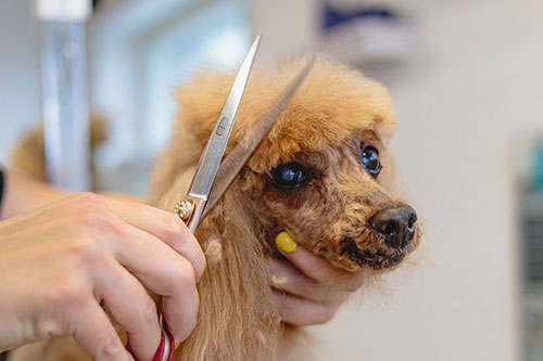 Showcase your Animal Grooming business to local Vancouver area customers.